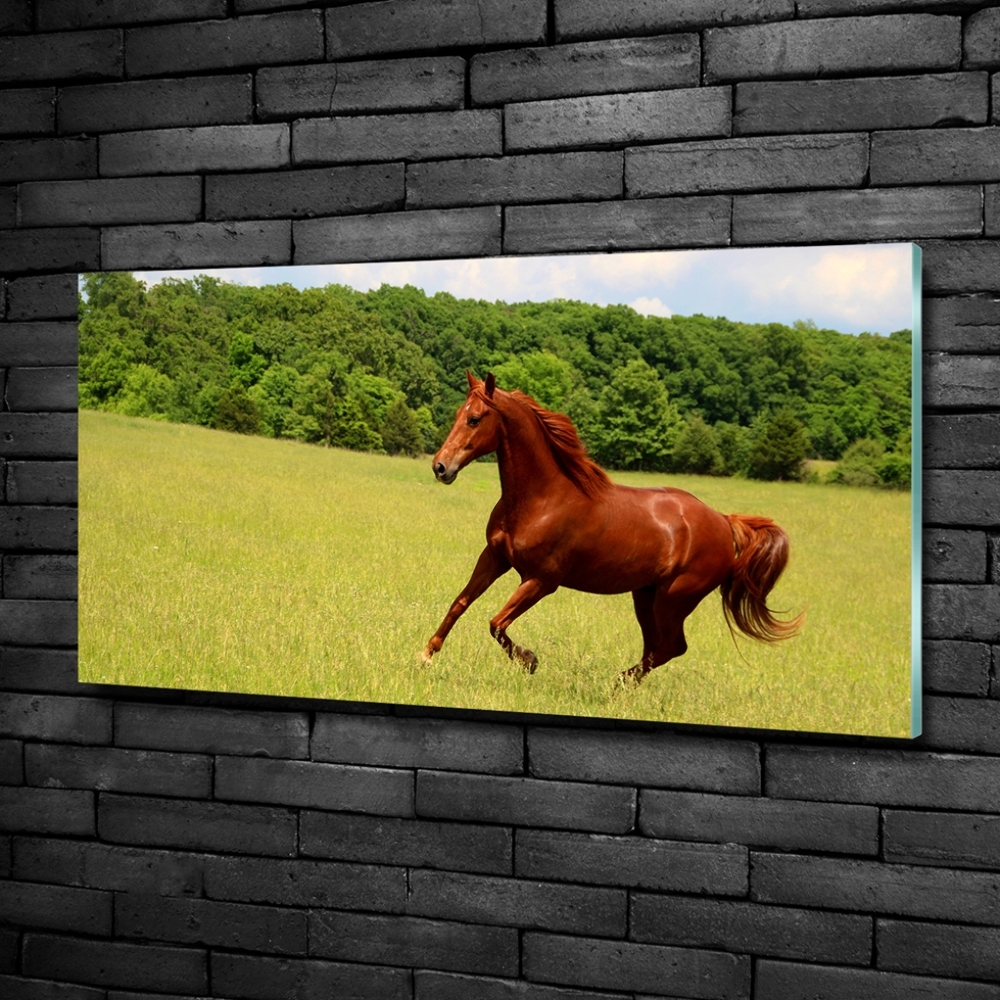 Tableau en verre Cheval dans un pré