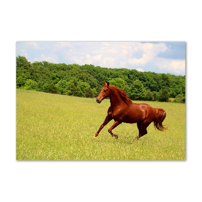 Tableau en verre Cheval dans un pré