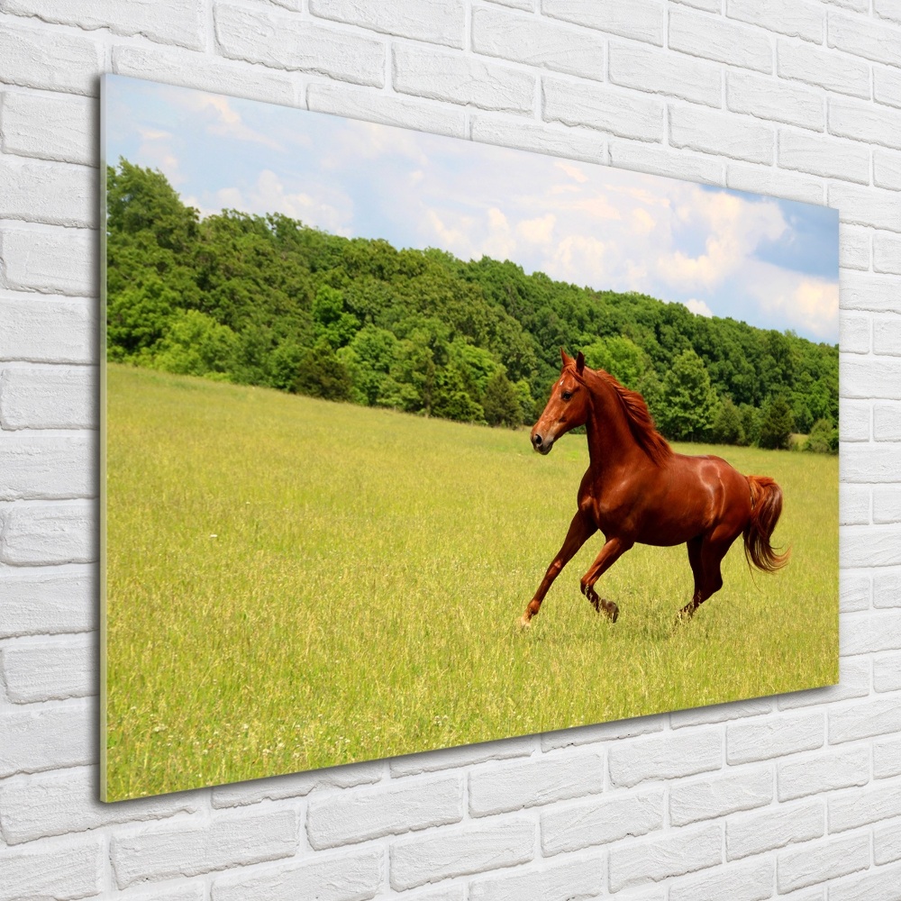 Tableau en verre Cheval dans un pré