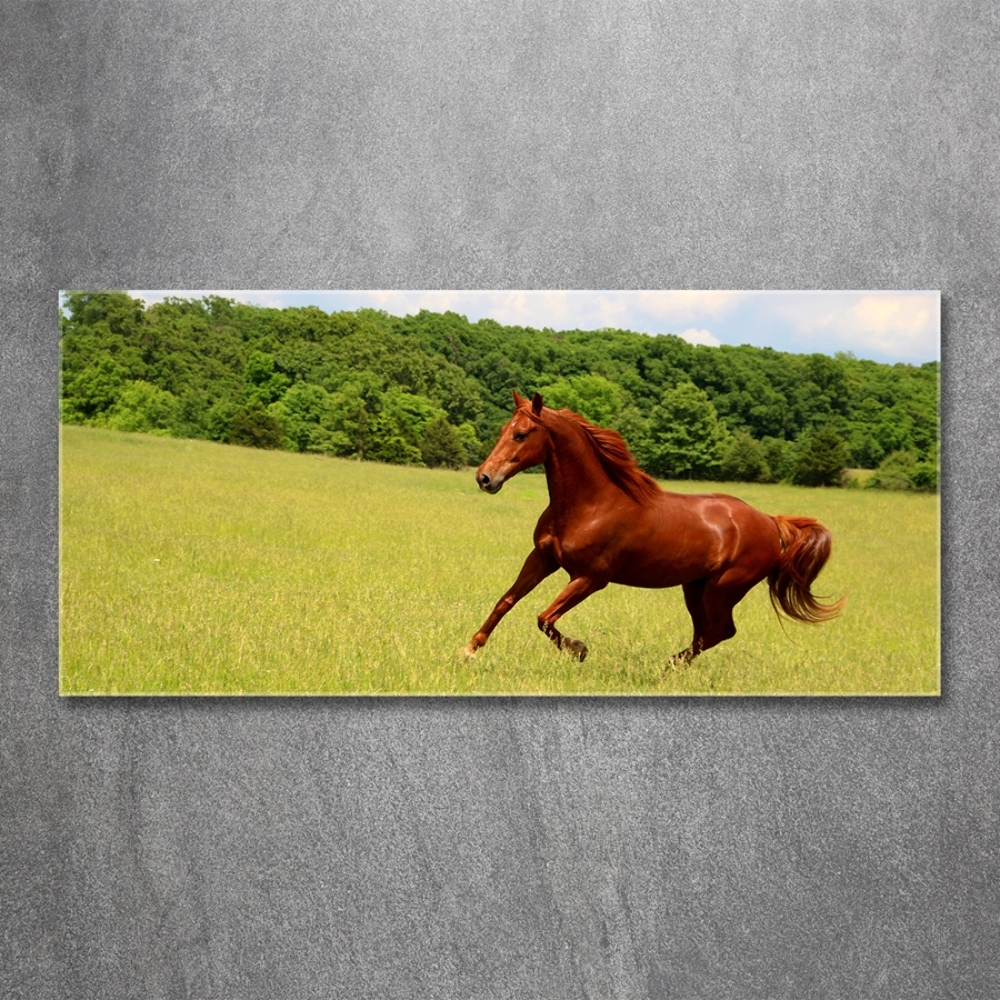 Tableau en verre Cheval dans un pré