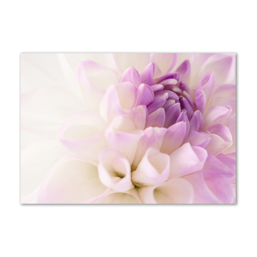 Tableau verre imprimé Dahlia blanc