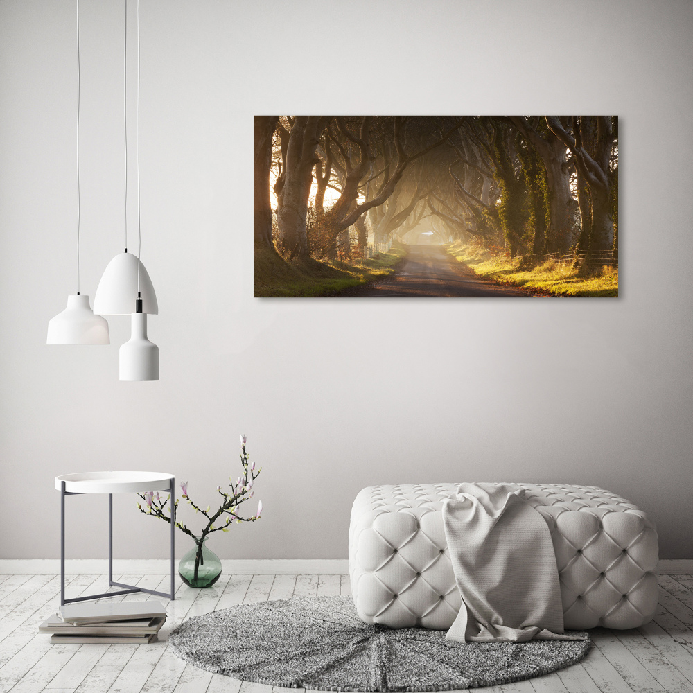 Tableau imprimé sur verre Brume dans la forêt