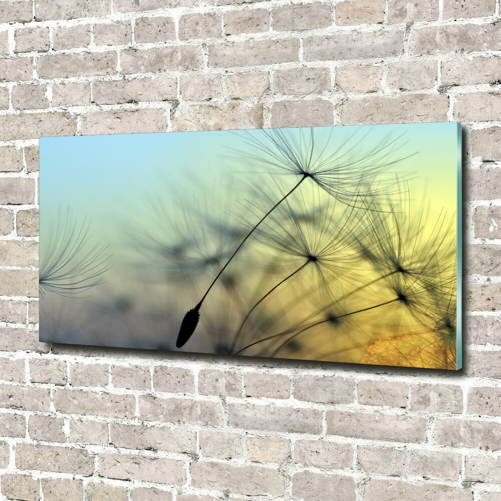 Tableau verre imprimé Pissenlit coucher de soleil