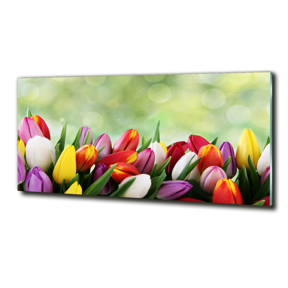 Tableau photo sur verre Tulipes colorées