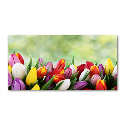 Tableau photo sur verre Tulipes colorées