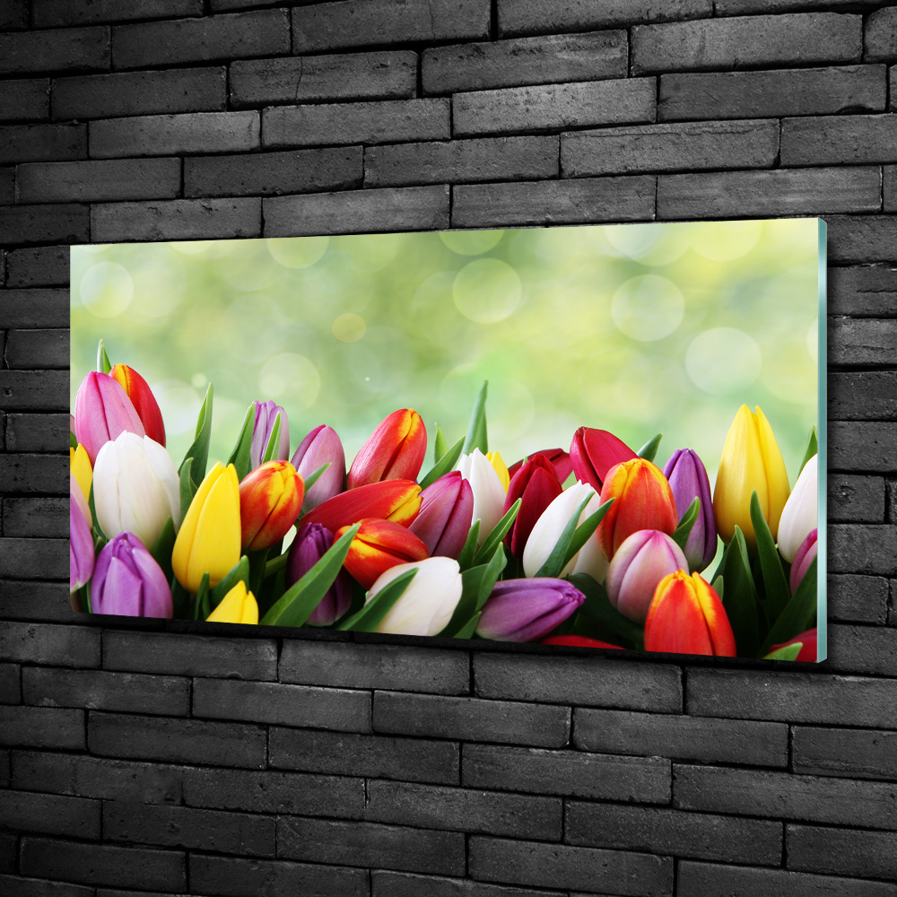 Tableau photo sur verre Tulipes colorées