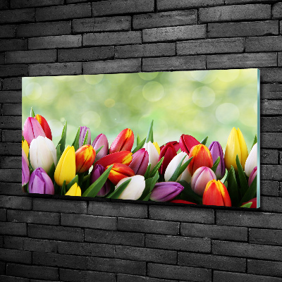 Tableau photo sur verre Tulipes colorées