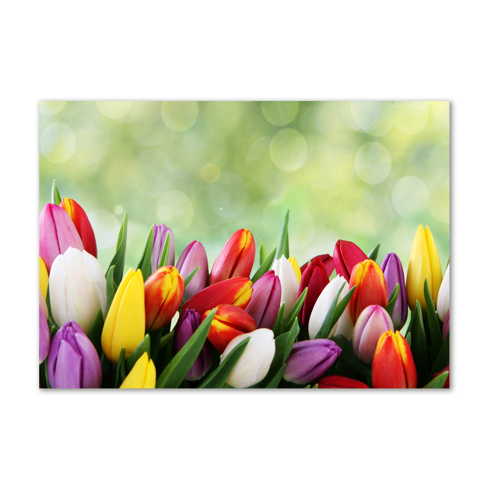 Tableau photo sur verre Tulipes colorées