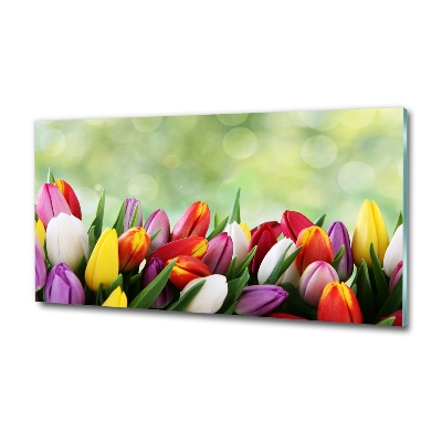 Tableau photo sur verre Tulipes colorées