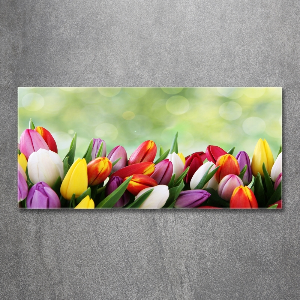 Tableau photo sur verre Tulipes colorées