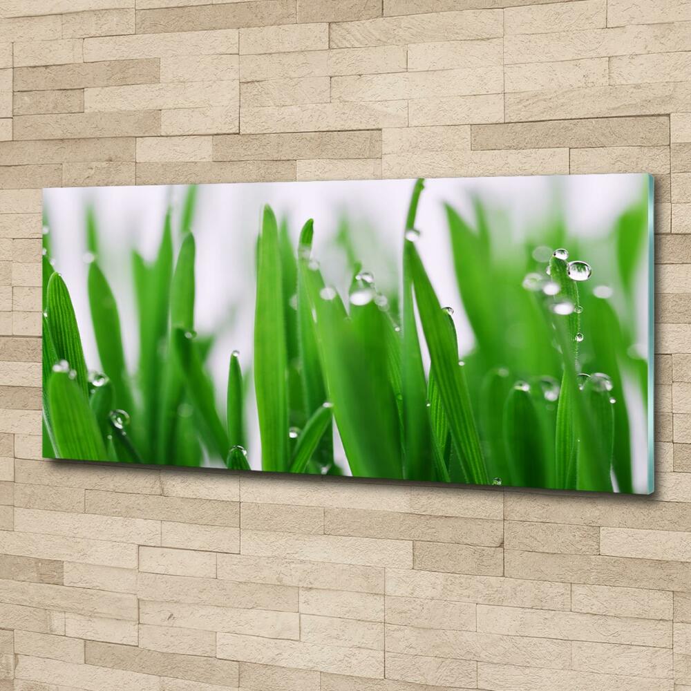 Tableau photo sur verre Tiges d'herbe