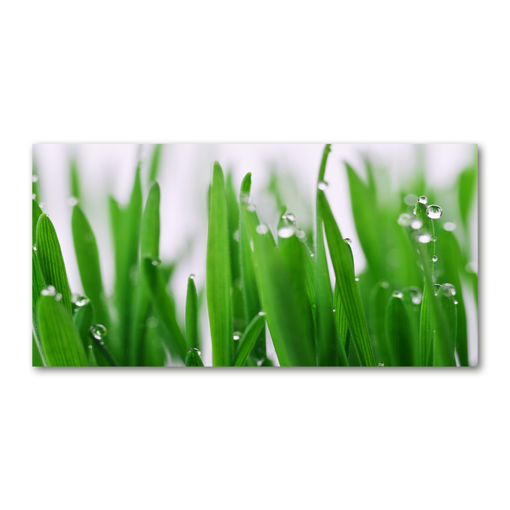 Tableau photo sur verre Tiges d'herbe