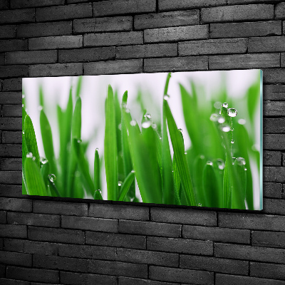 Tableau photo sur verre Tiges d'herbe