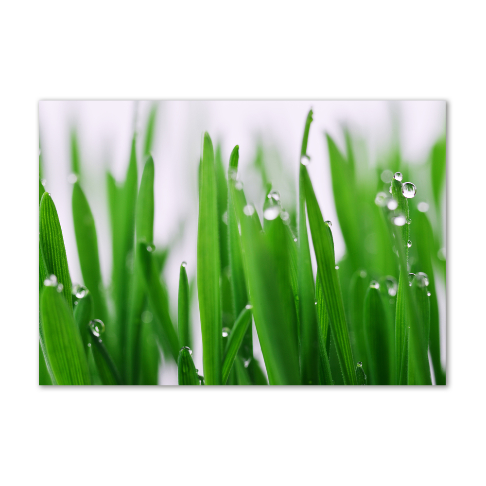 Tableau photo sur verre Tiges d'herbe