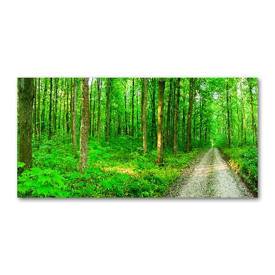 Tableau photo sur verre Arbres dans la forêt