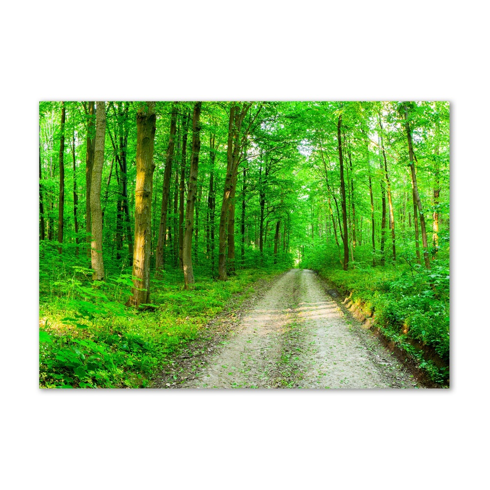 Tableau photo sur verre Arbres dans la forêt