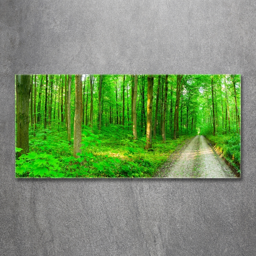 Tableau photo sur verre Arbres dans la forêt