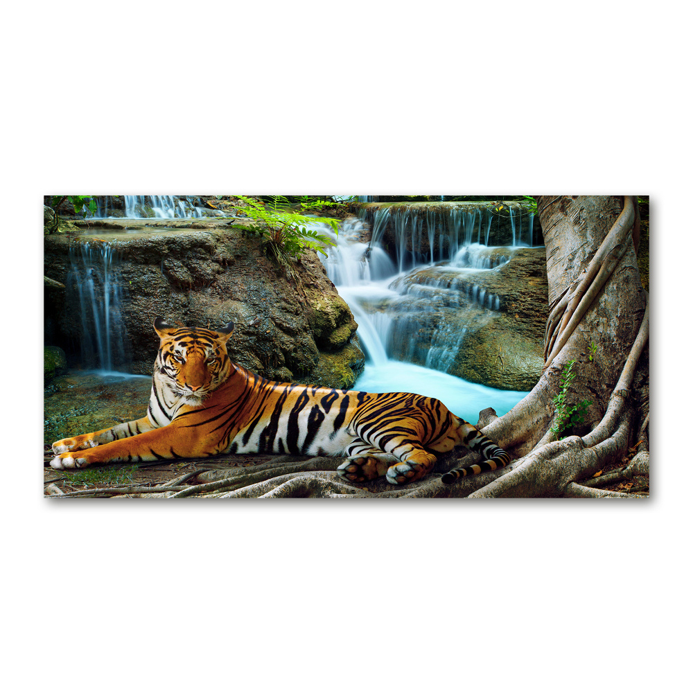 Tableau photo sur verre Tigre dans une cascade