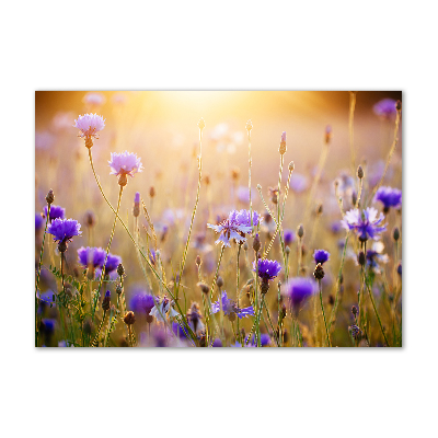 Tableau sur verre Fleurs des champs