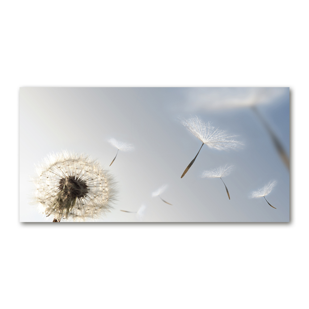 Tableau sur verre Pissenlit vent