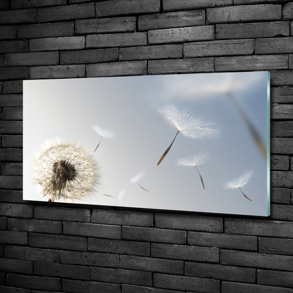 Tableau sur verre Pissenlit vent