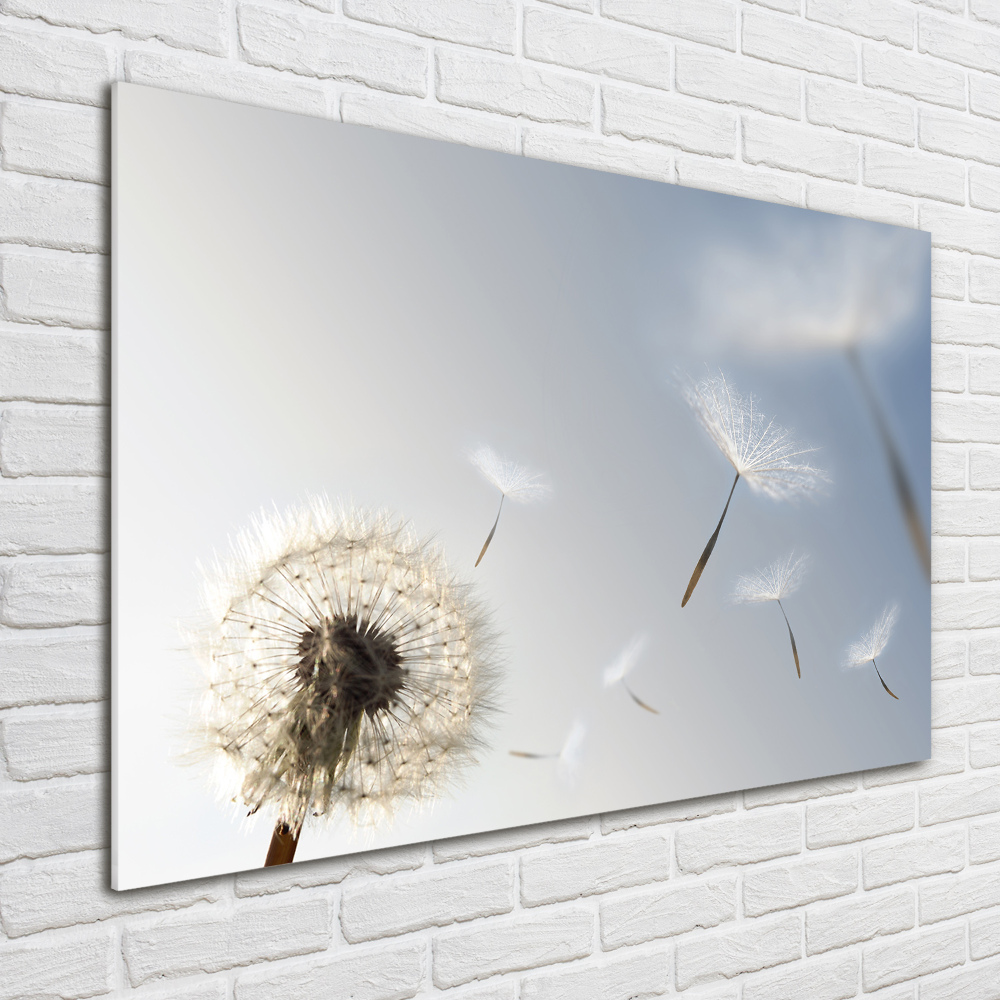 Tableau sur verre Pissenlit vent