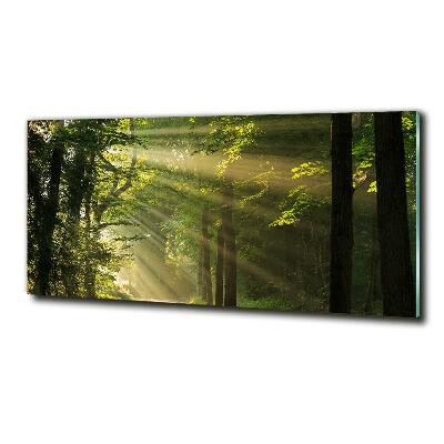 Tableau imprimé sur verre La forêt sous le soleil