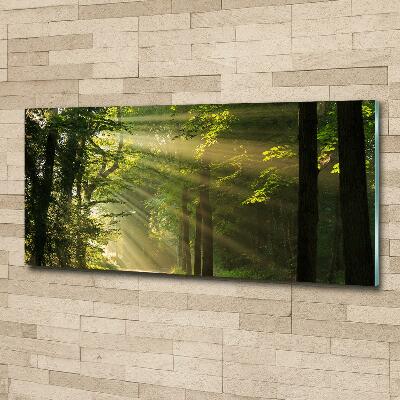 Tableau imprimé sur verre La forêt sous le soleil