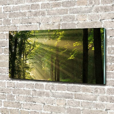 Tableau imprimé sur verre La forêt sous le soleil