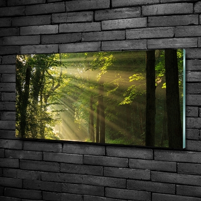 Tableau imprimé sur verre La forêt sous le soleil