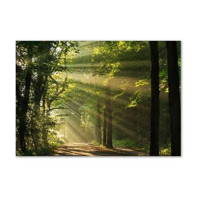 Tableau imprimé sur verre La forêt sous le soleil