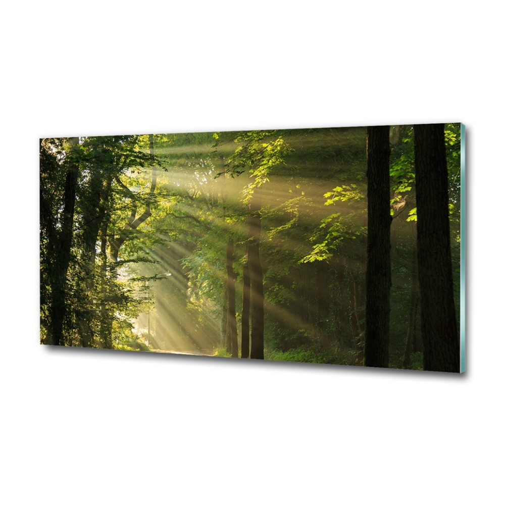 Tableau imprimé sur verre La forêt sous le soleil