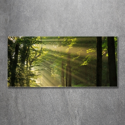 Tableau imprimé sur verre La forêt sous le soleil