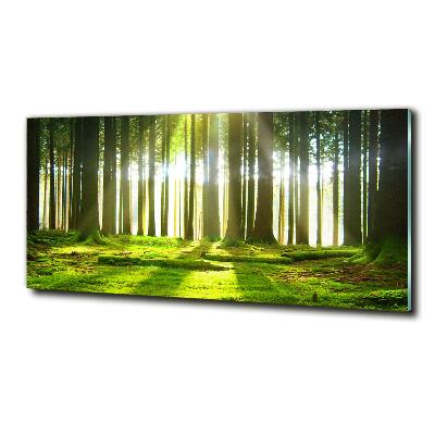 Tableau verre imprimé Forêt au soleil