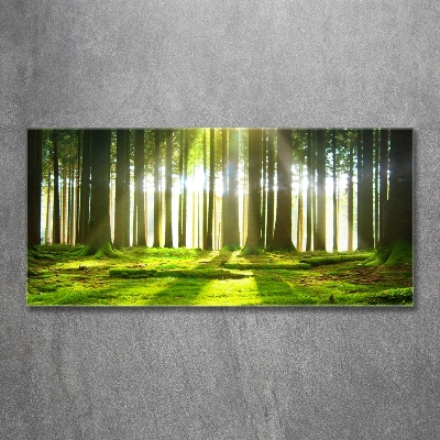 Tableau verre imprimé Forêt au soleil