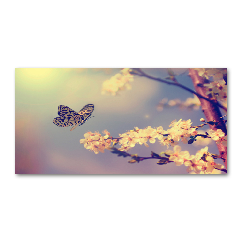 Tableau photo sur verre Fleur de cerisier et papillon