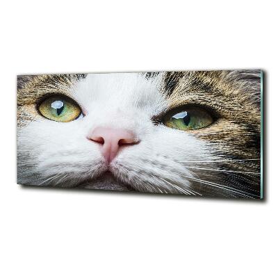 Tableau photo sur verre Yeux de chat verts