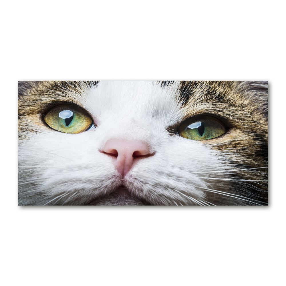 Tableau photo sur verre Yeux de chat verts