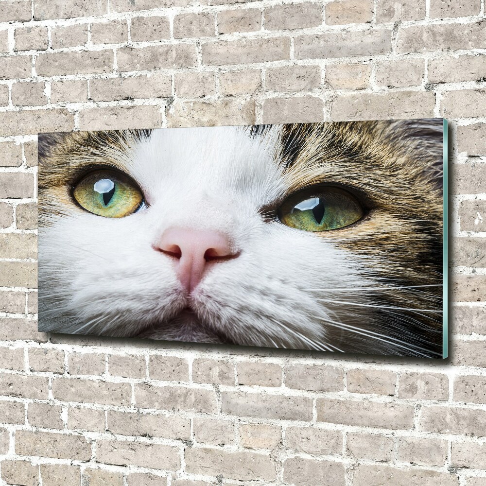 Tableau photo sur verre Yeux de chat verts