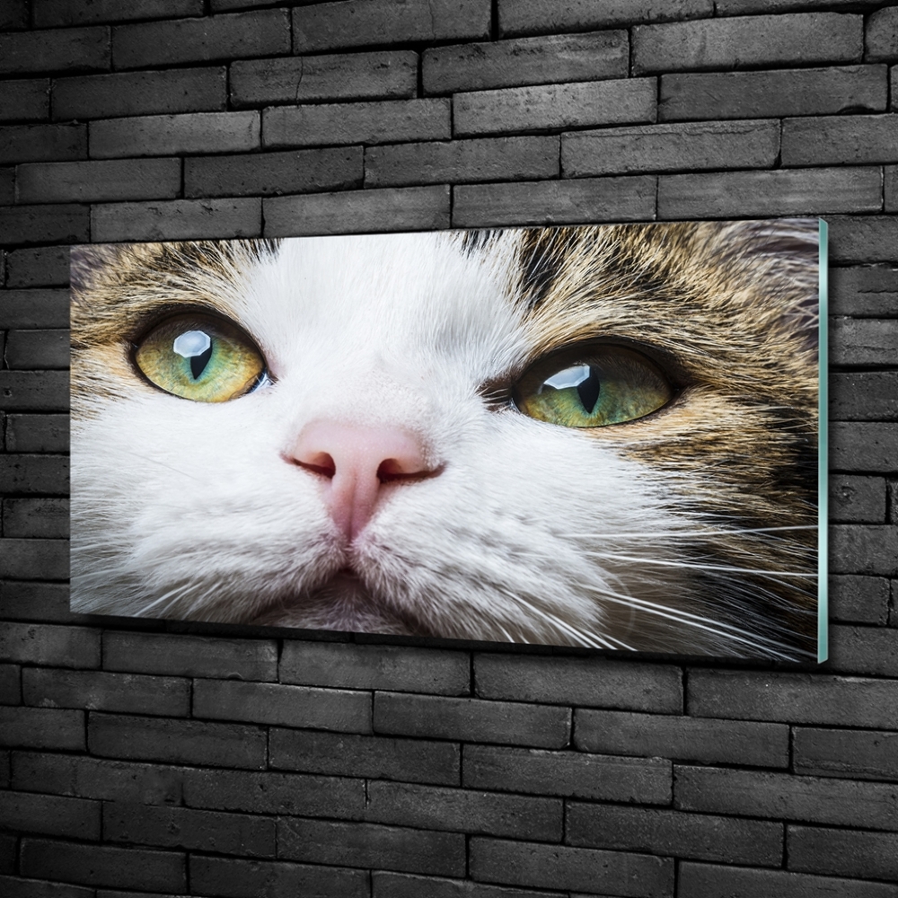 Tableau photo sur verre Yeux de chat verts