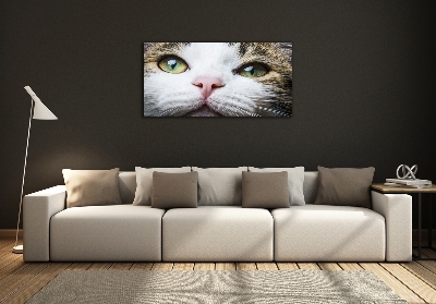 Tableau photo sur verre Yeux de chat verts