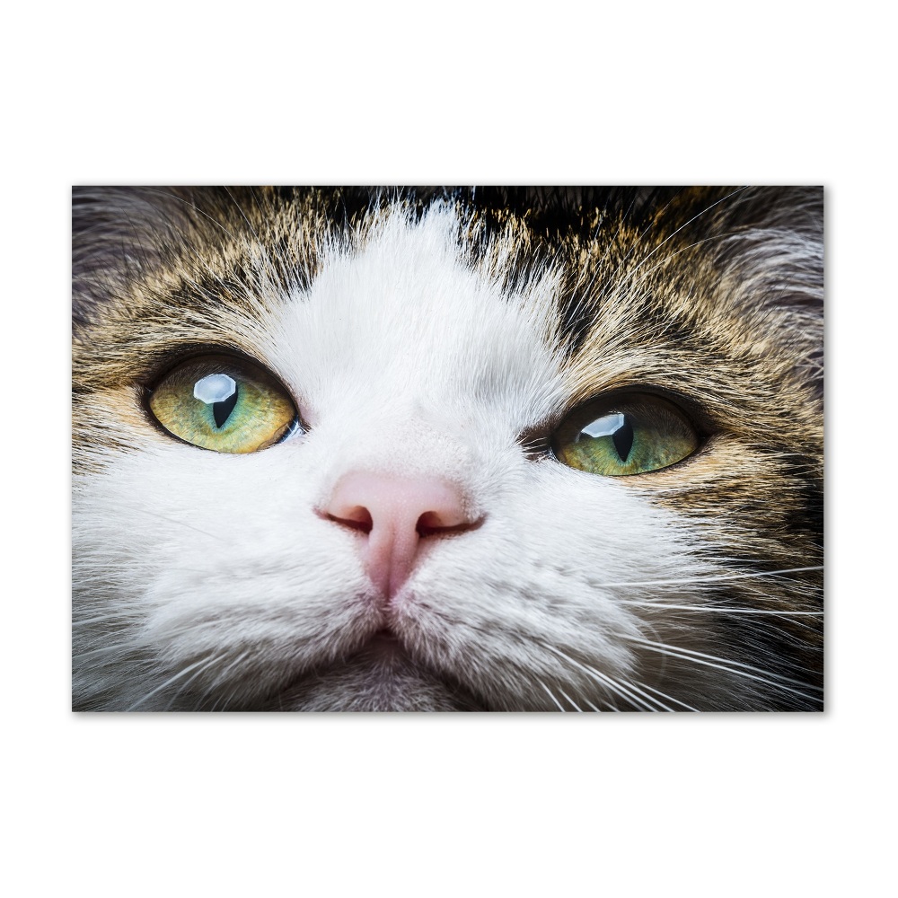 Tableau photo sur verre Yeux de chat verts