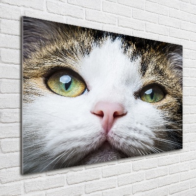 Tableau photo sur verre Yeux de chat verts