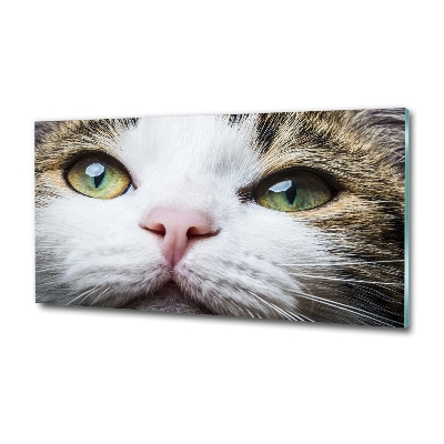 Tableau photo sur verre Yeux de chat verts