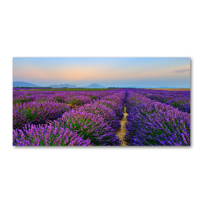 Tableau photo sur verre Champ de lavande