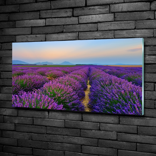 Tableau photo sur verre Champ de lavande