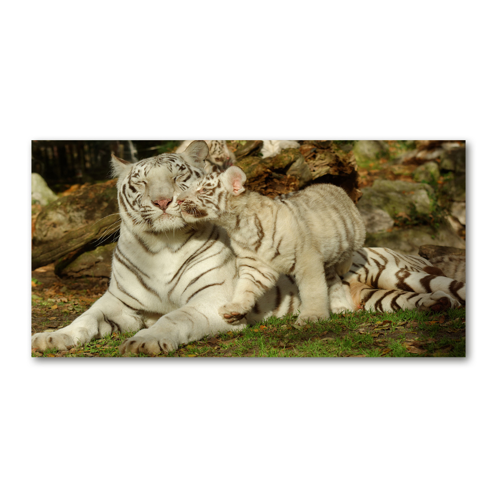 Tableau sur verre Tigres