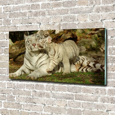 Tableau sur verre Tigres