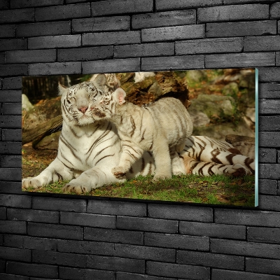 Tableau sur verre Tigres