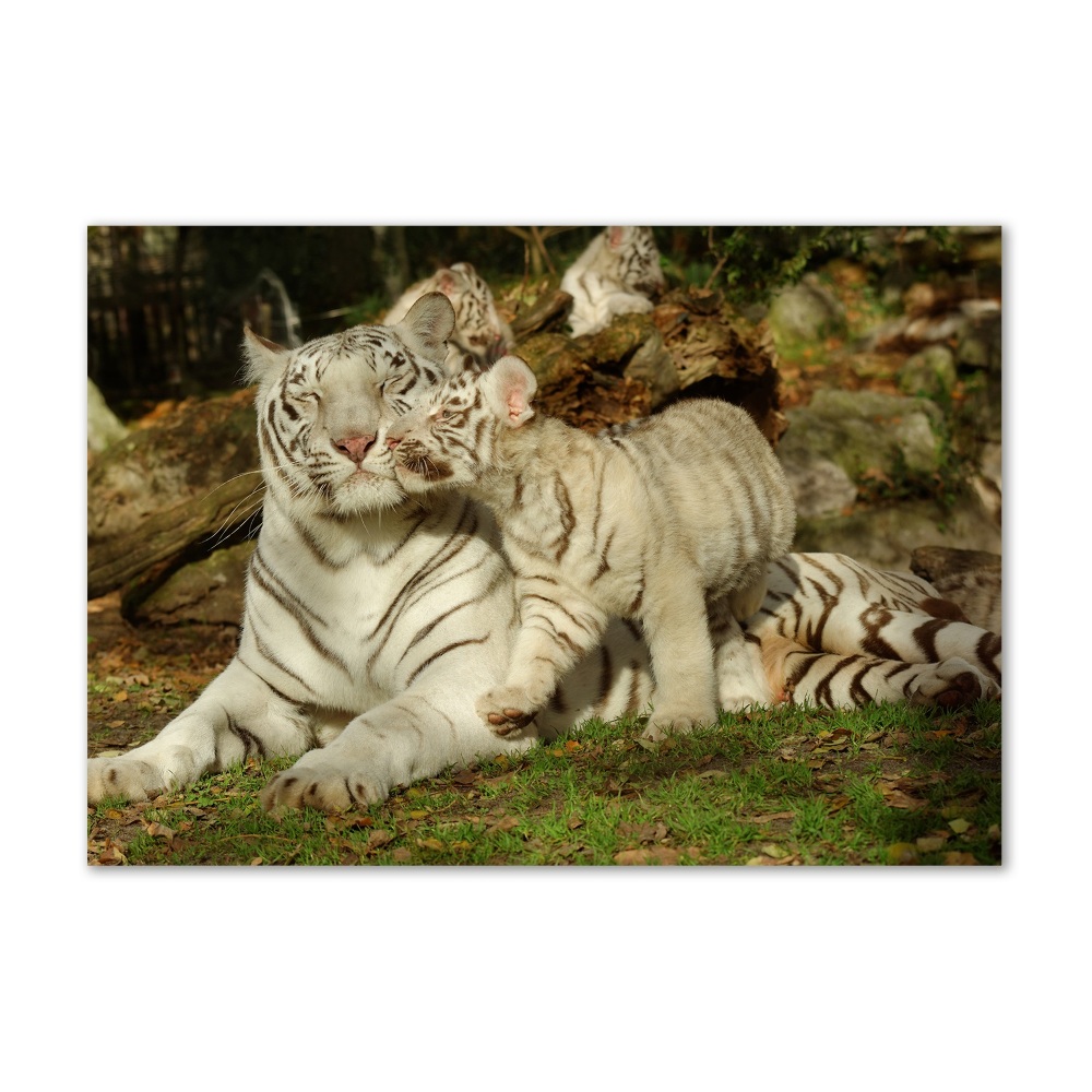 Tableau sur verre Tigres